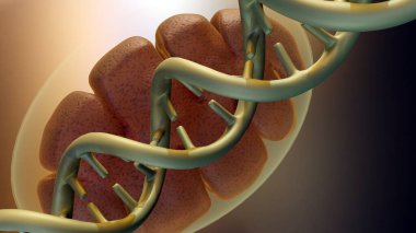 Bir mitokondrinin 3 boyutlu yansıması, hücrenin güç merkezi, bir DNA parçasıyla iç içe geçmiş..