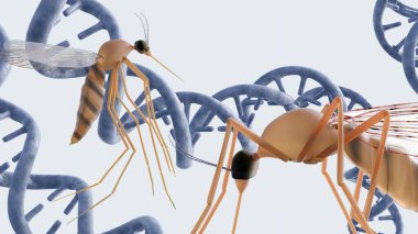 Üç boyutlu anofel ve DNA sarmalı. Sivrisinek ve taşıdığı hastalıklarla ilgili genetik bilginin aktarımı veya etkisi veya genetik değişiklikler.