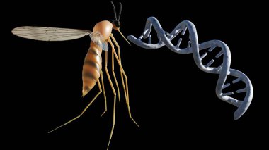 Üç boyutlu anofel ve DNA sarmalı. Sivrisinek ve taşıdığı hastalıklarla ilgili genetik bilginin aktarımı veya etkisi veya genetik değişiklikler.