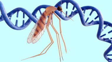 Üç boyutlu anofel ve DNA sarmalı. Sivrisinek ve taşıdığı hastalıklarla ilgili genetik bilginin aktarımı veya etkisi veya genetik değişiklikler.