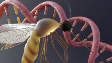 Üç boyutlu anofel ve DNA sarmalı. Sivrisinek ve taşıdığı hastalıklarla ilgili genetik bilginin aktarımı veya etkisi veya genetik değişiklikler.