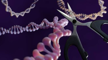 Plazmid DNA ve makasın 3 boyutlu görüntüsü. CRISPR-Cas9 plazmid DNA için moleküler makas görevi görür. Değiştirilmiş plazmidler terapi genleri için vektör olarak kullanılabilir.
