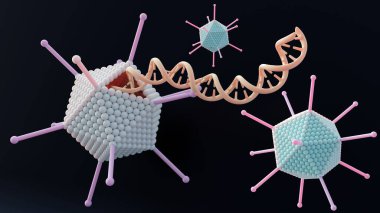 Adenovirüsün koruyucu protein kabuğunun çekirdek genetik bileşeni olan DNA sarmalı..