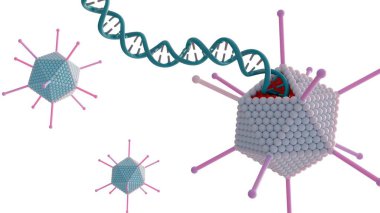 Adenovirüsün koruyucu protein kabuğunun çekirdek genetik bileşeni olan DNA sarmalı..