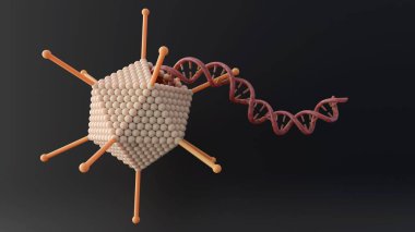 Adenovirüsün koruyucu protein kabuğunun çekirdek genetik bileşeni olan DNA sarmalı..