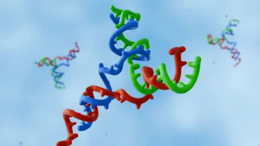 DNA 'nın 3 boyutlu bir animasyonu, DNA rekombinasyonu, onarım ve çoğaltma gibi çeşitli biyolojik süreçlerde bulunan çok önemli bir yapısal motif..