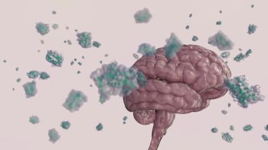 Leptin moleküllerinin 3 boyutlu animasyonu insan beyni tarafından emilir. Bu mekanizmalar vücudun yağ rezervlerini iştah ve metabolizma için doğrudan beyine iletir..