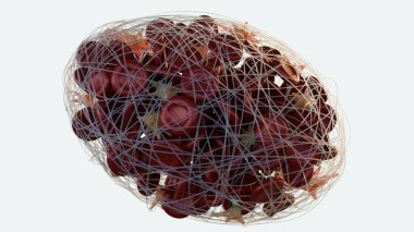 Aktif trombosit ve fibrin içeren bir kan damarındaki trombus oluşumunun 3 boyutlu görüntüsü pıhtı gelişiminde kullanılan birincil hücresel ve protein bileşenleri.