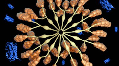 3 boyutlu görüntü prolaktin salgılayan lobu gösteriyor. Anterior hipofiz bezinin içinde prolaktin salgılamaktan ve sentezlemekten sorumlu özel bir mikroanatomik birim.