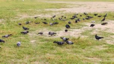 Güvercinler çocuk parkında geziniyor..