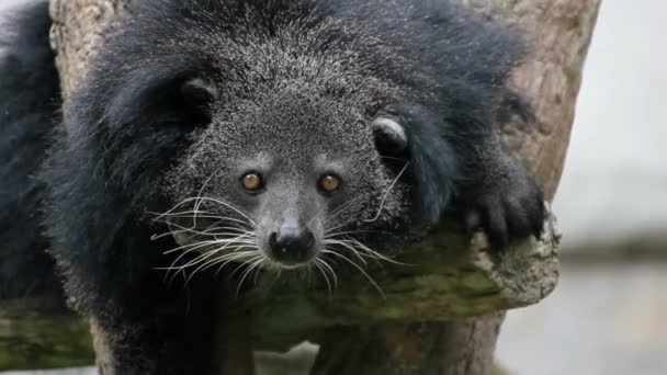 Dekat Binturong Bearcat Satwa Liar Hewan — Stok Video