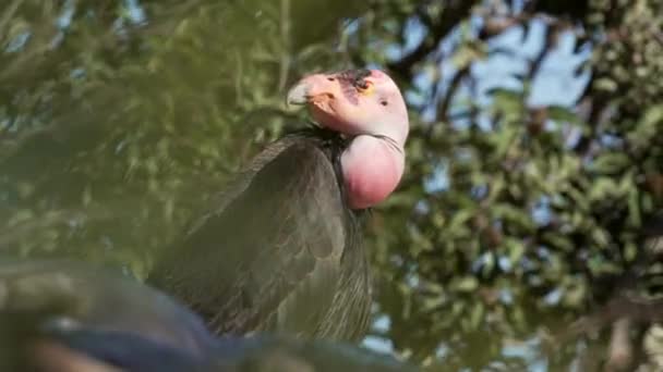 California Condor Cloose Rare Wildlife — Vídeo de Stock