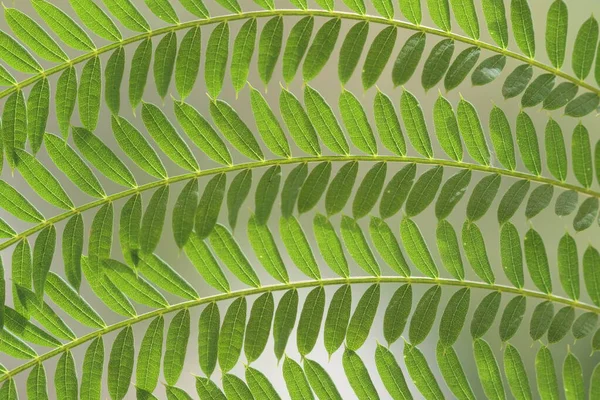 a closeup of leaves of Jacaranda mimosifolia that is a sub-tropical tree native to south-central South America