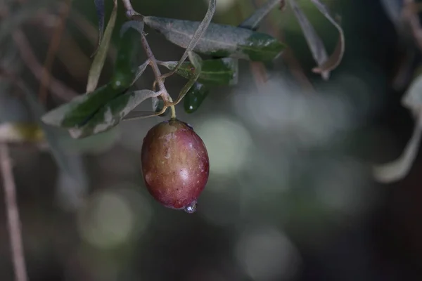 Gros Plan Une Olive Noire Mûre Sur Une Branche Olivier — Photo