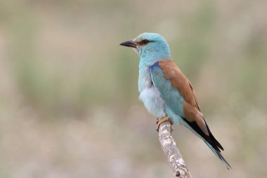 Avrupa Roller 'ı olarak bilinen renkli Coracias Garrulus yavruları beslemek için yuvaya girecek.