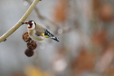 Avrupa ispinozu (Carduelis carduelis) ağaç tohumu yiyor