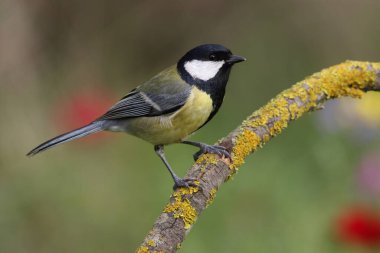 he great tit (Parus major) is a passerine bird in the tit family Paridae
