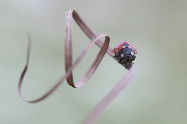 春季干草叶上的瓢虫 — 图库照片