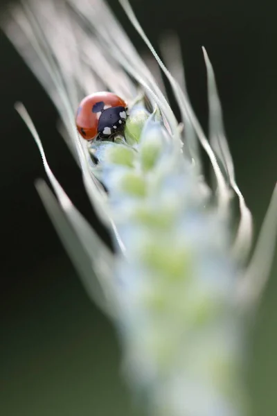 Ladybug Walking Wheat Ear — Stock Photo, Image
