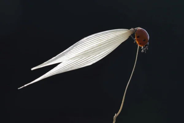 野生燕麦耳上的瓢虫 — 图库照片