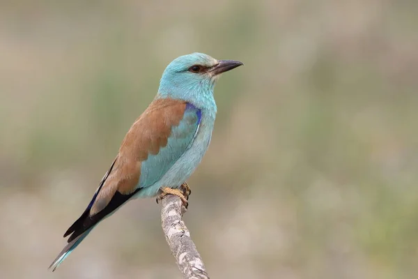 Avrupa Roller 'ı olarak bilinen renkli Coracias Garrulus yavruları beslemek için yuvaya girecek.