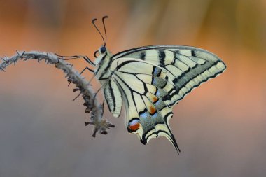 Papilio machaon ya da kırlangıç kelebeği güzel bir arka planı olan bir bitkinin üzerine tünemiştir.