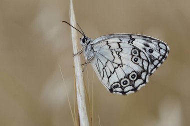 Akdeniz 'e yakın Beyaz Kelebek ya da Melanargia çay çiçekleri