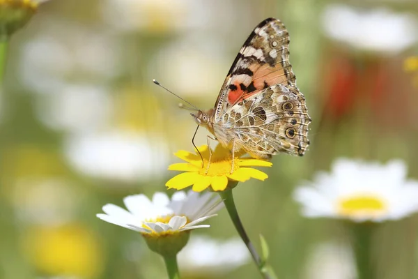 Painted Lady Butterfly Perched Yellow Flower Spring — Stock Photo, Image