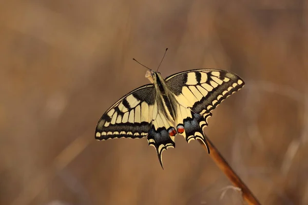 Upperwings Papilio Machaon Swallowtail Butterfly — Stock Photo, Image