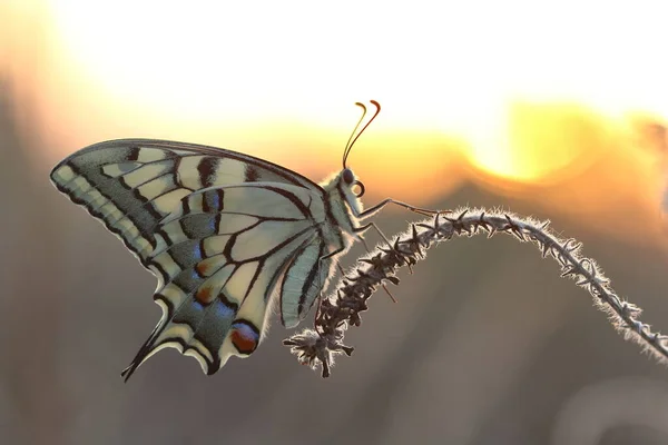 Jaskółkoogłowy Motyl Siedzący Roślinach Zachodzie Słońca — Zdjęcie stockowe