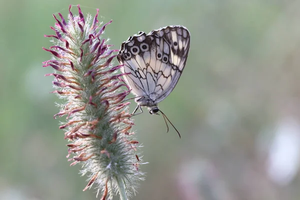 Closup Mediterranean Marbled White Butterfly Melanargia Titea Wiskotti Flower — Stock Photo, Image