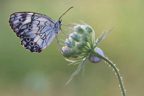 Closup Mediterranean Marbled White Butterfly Melanargia Titea Wiskotti Flower — Stock Photo, Image