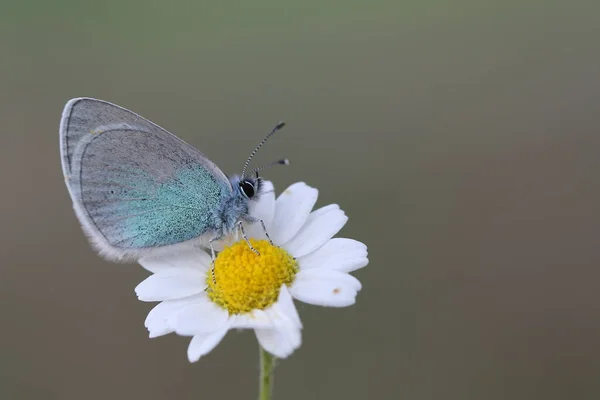 Green Underside Blue Butterfly — Stock Photo, Image