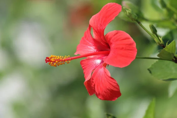 Hibiscus Rosa Sinensis Uma Planta Com Flor Conhecida Como Hibisco — Fotografia de Stock