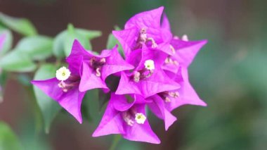Bougainvillea, saat dörtte yaşayan Nyctaginaceae familyasına ait dikenli asmalar, çalılar ve ağaçların cinsidir..