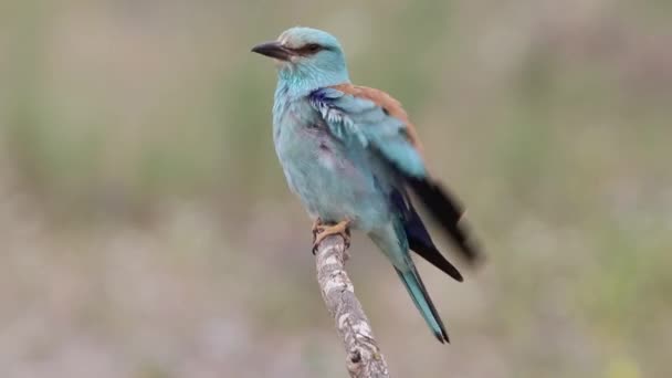 Πτηνά Coracias Garrulus Γνωστά Ευρωπαϊκός Κύλινδρος Ένα Κλαδί — Αρχείο Βίντεο