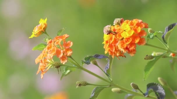 ランタナは バーベナ科 ベルベナ科の多年生開花植物の約150種の属です — ストック動画