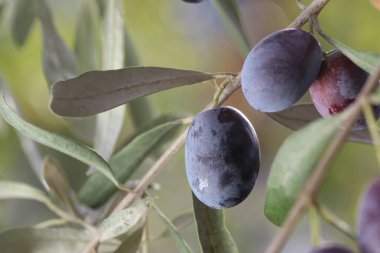 Olgun siyah bir zeytin ağacının dalına yakın.