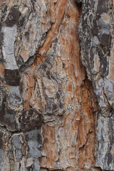 Close Uma Textura Casca Árvore Como Fundo Pinheiro Pedra Nome — Fotografia de Stock