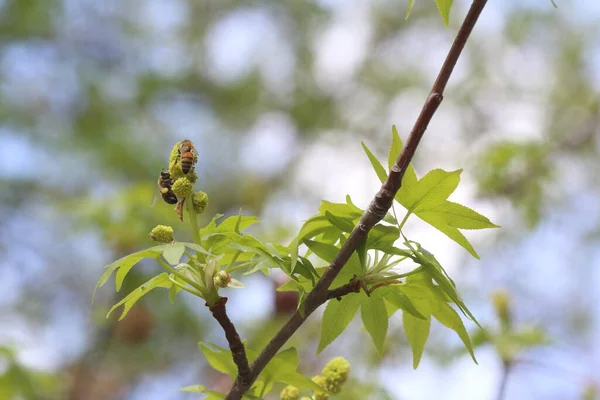 Bal Arıları Polen Topluyor Güzel Botanik Fotoğrafı Doğal Duvar Kağıdı — Stok fotoğraf