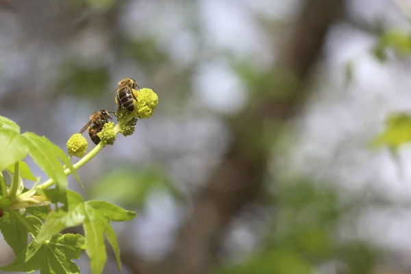 蜜蜂采集花粉 美丽的植物学照片 天然壁纸 — 图库照片