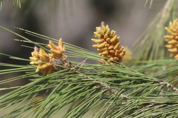 Bloooms Pinus Brutia Comúnmente Conocido Como Pino Turco Una Especie — Foto de Stock
