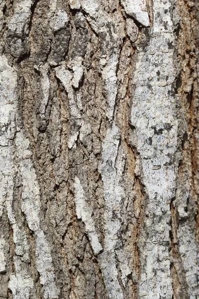 bark of texture of mulberry tree
