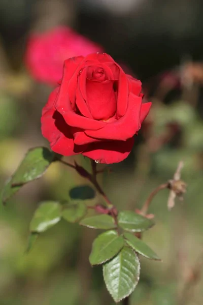 Троянди Саду Крупним Планом Красива Троянда — стокове фото