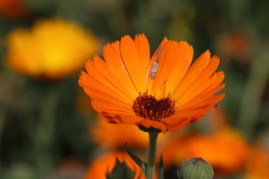  Calendula officinalis, kadife çiçeği, kadife çiçeği, rubleler, Mary 'nin altını veya İskoç kadife çiçeği, papatya familyasından bir çiçek bitkisidir.