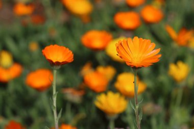 Calendula officinalis, kadife çiçeği, kadife çiçeği, rubleler, Mary 'nin altını veya İskoç kadife çiçeği, papatya familyasından bir çiçek bitkisidir.