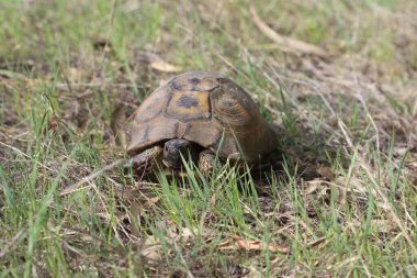 Baharda çimlerin üzerinde kaplumbağa