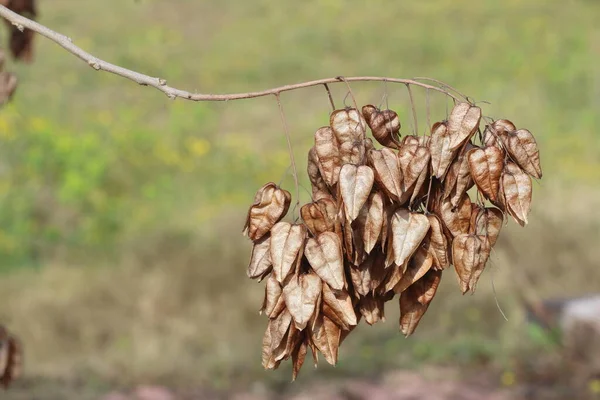 Zaad Capsules Van Koelreuteria Paniculata Ook Bekend Als Gouden Regenboom — Stockfoto
