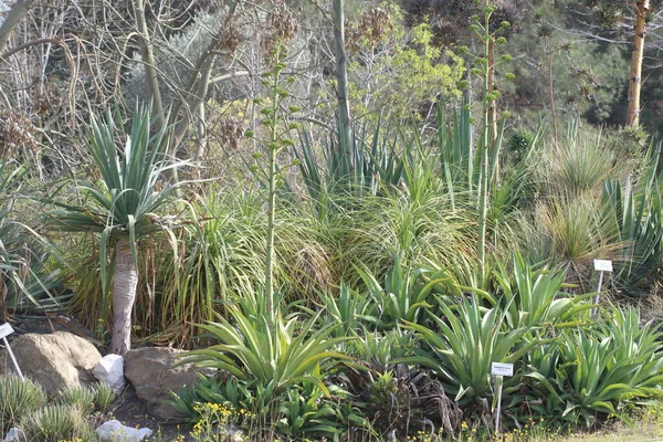 stock image tropical plants in the garden