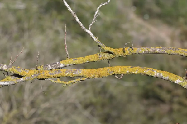 Lichenler Genellikle Ağaç Gövdelerinde Dallarda Dallarda Bulunur — Stok fotoğraf